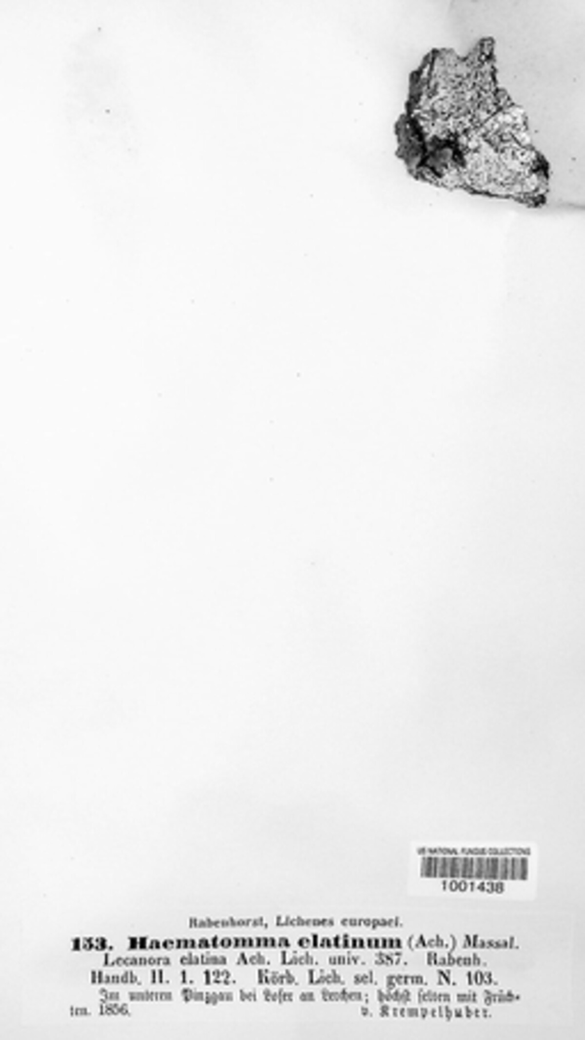 Loxospora elatina image